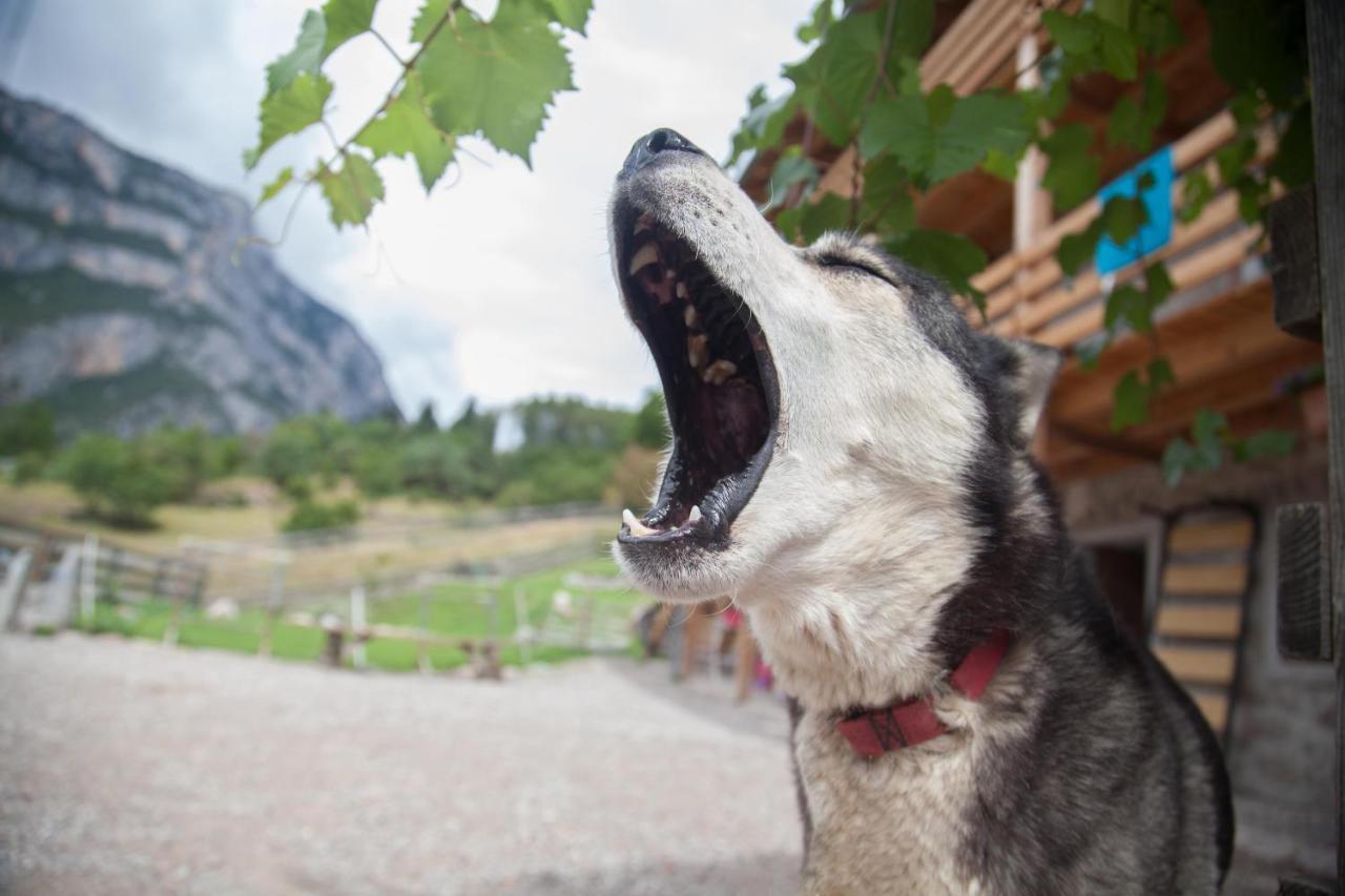Agriturismo Athabaska ซาน ลอเรนโซ อิน บานาเล ภายนอก รูปภาพ