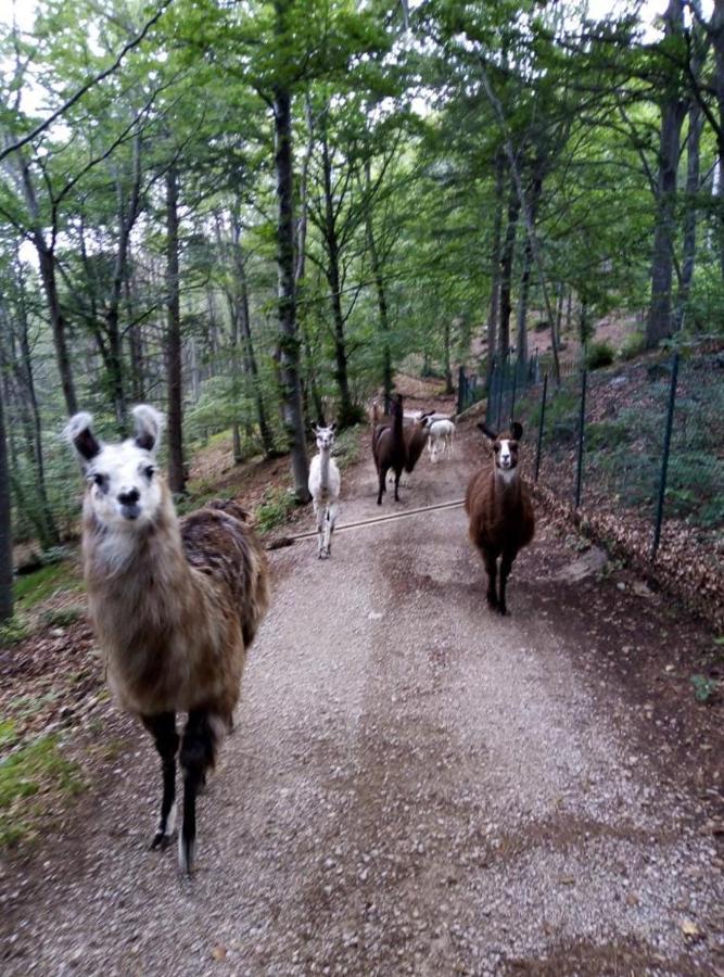 Agriturismo Athabaska ซาน ลอเรนโซ อิน บานาเล ภายนอก รูปภาพ
